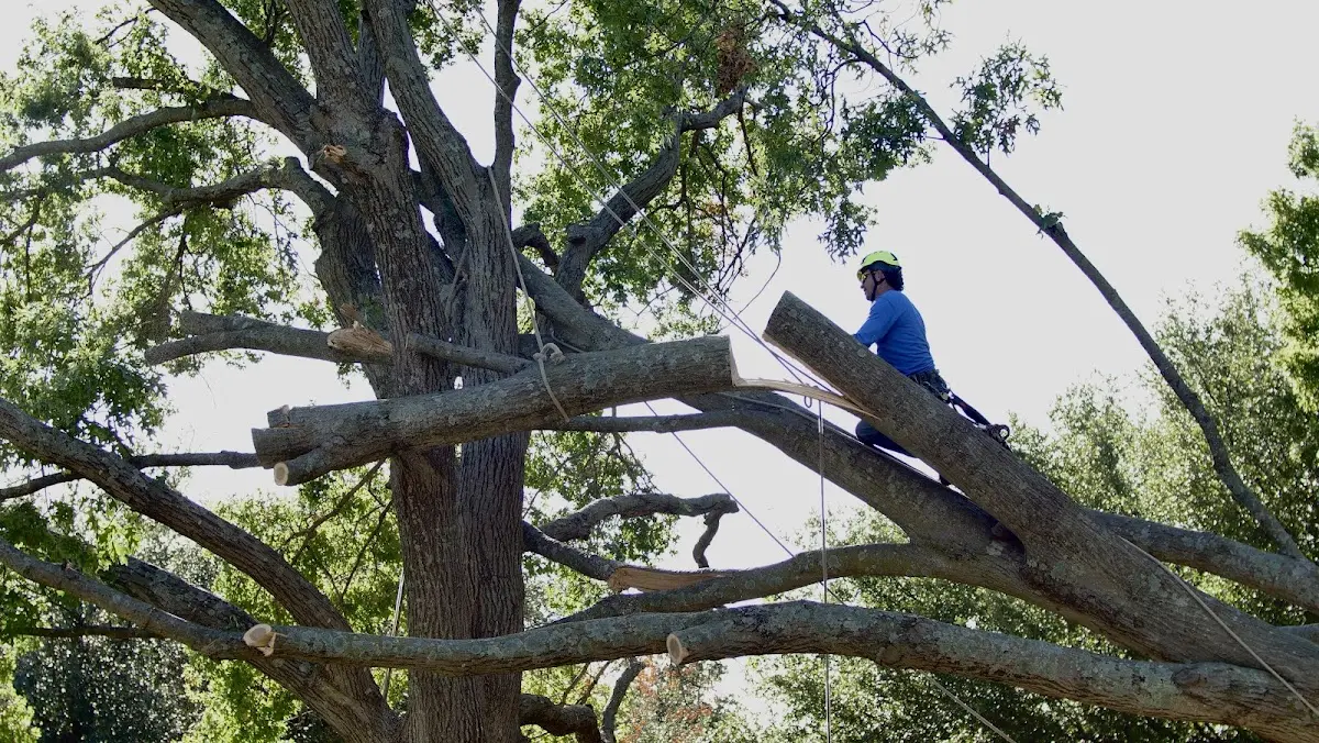 Professional Crown Thinning performed by certified arborists in Dunmore